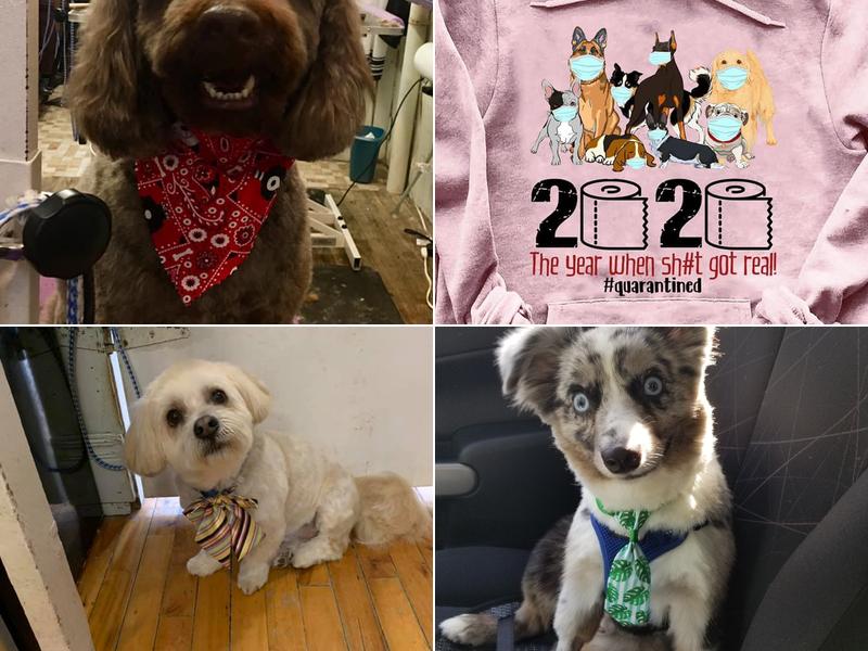 Wags N' Whiskers Pet Grooming