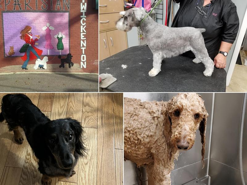 Twickenton Dog & Cat Grooming