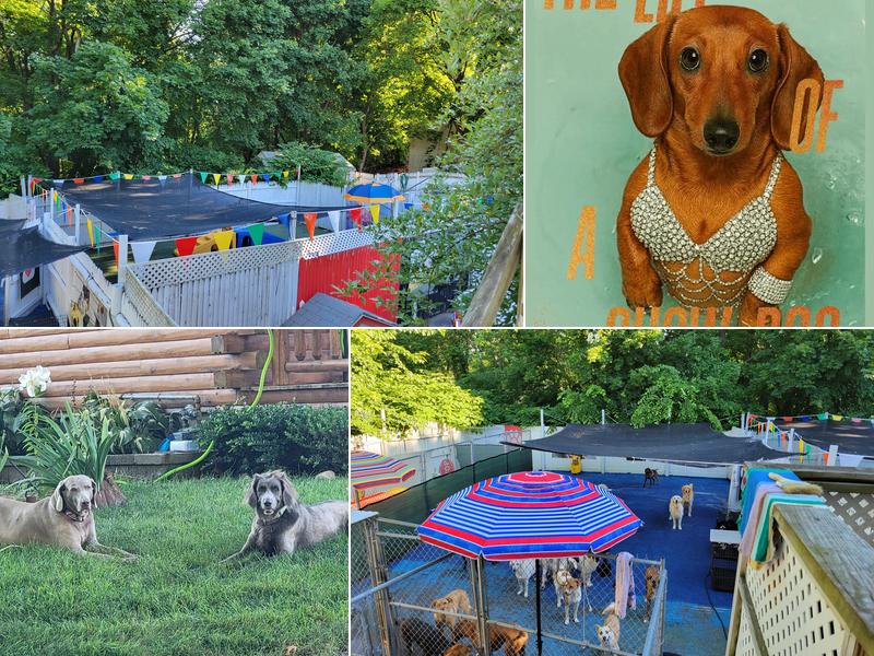 Got Pawz? Dog Daycare/ Boarding/ Pet Grooming