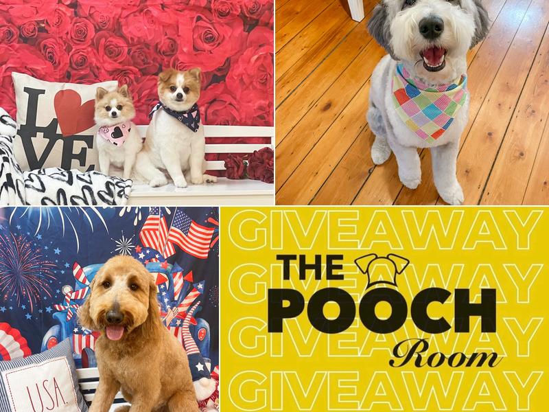 The Pooch Room