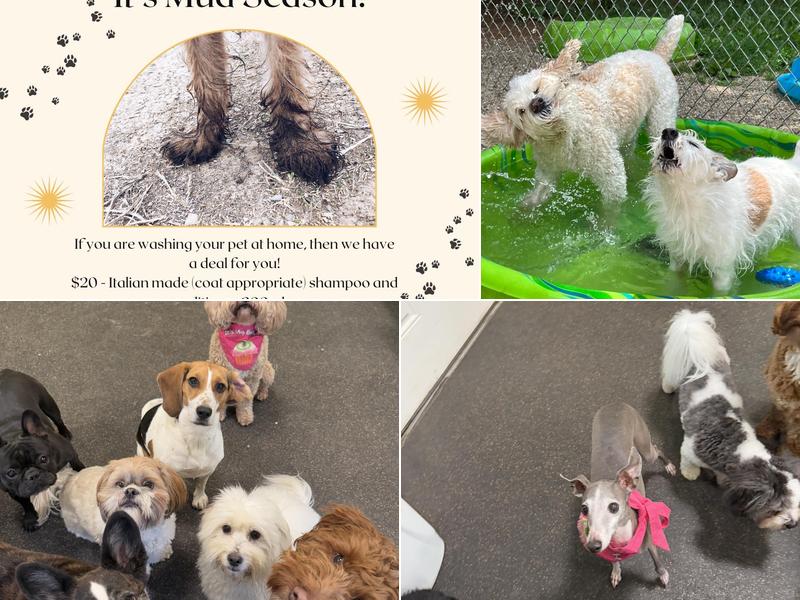 Bowmeow Regency Kennel