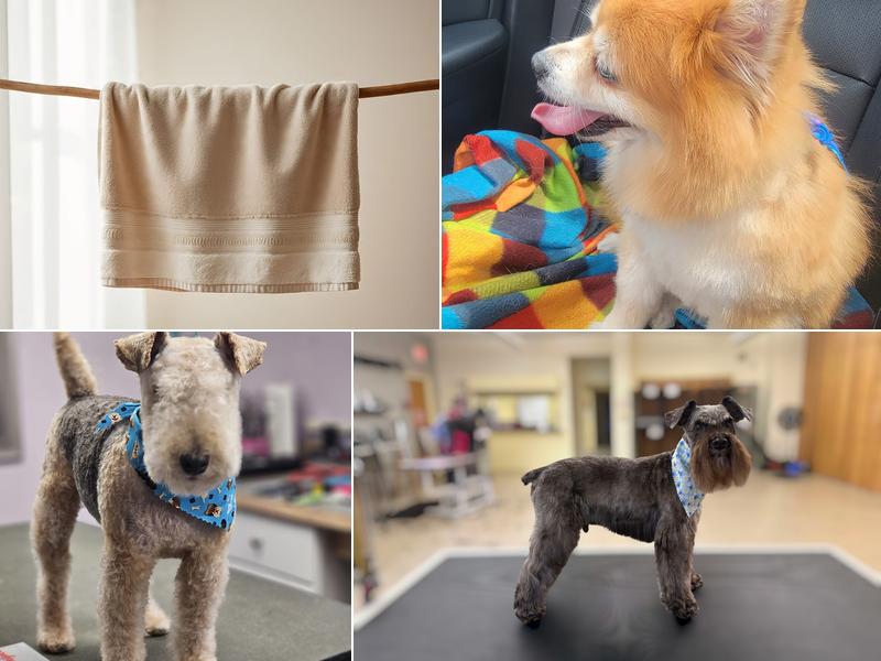 Dog Gone Beautiful Pet Styling