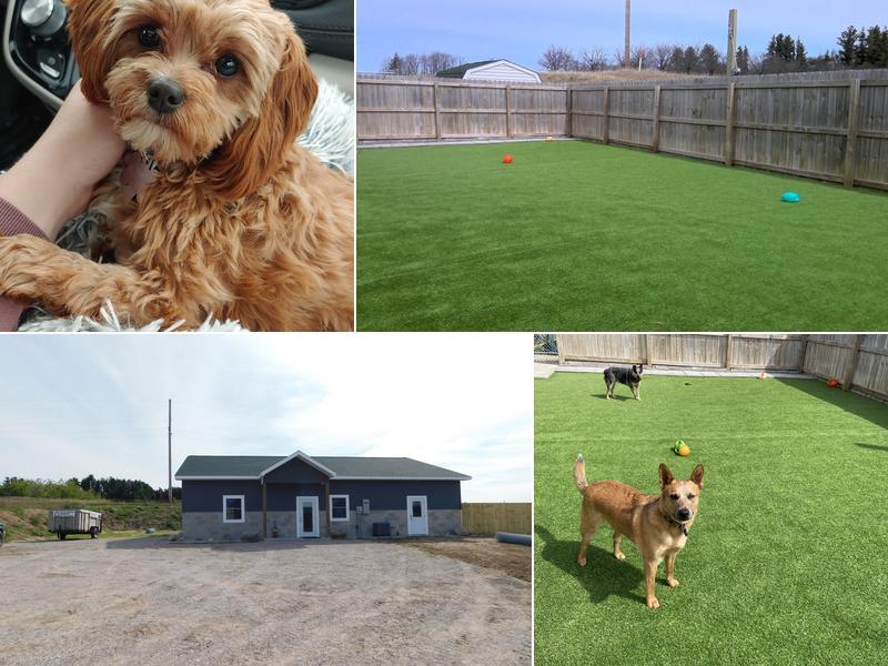 Wiggle Butts & Waggin Tails