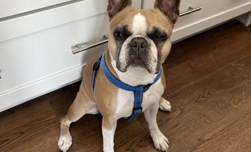 Beaus Chateau For Pets (Formerly Dianas Personal Touch)