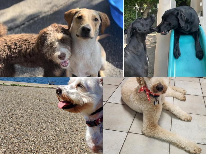 Sitting Pretty Pet Spa