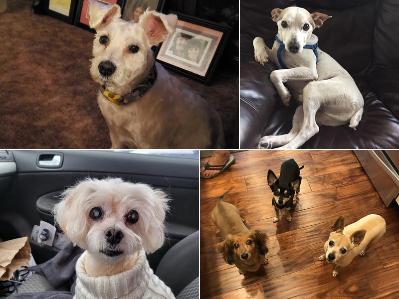 Affordable Pet Grooming Dogs and Cats