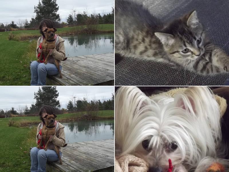 Tuscola Canine Academy