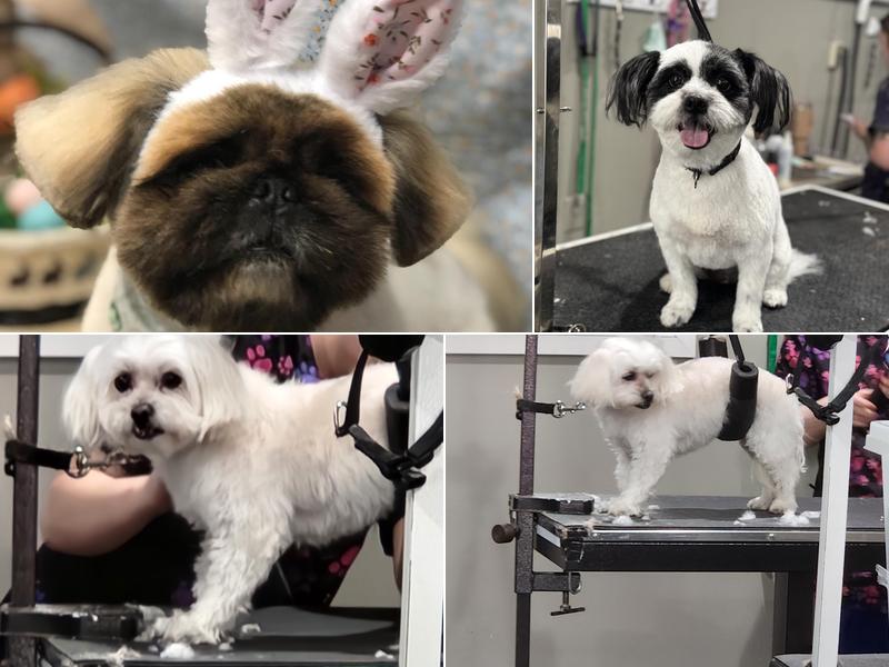 Amy's Place of Dog Grooming