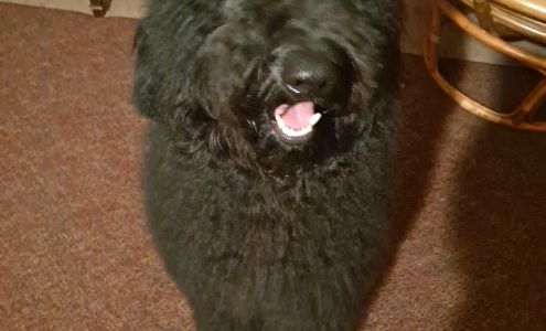 Soft N Gentle Grooming 4520 Page Ave, Michigan Center Michigan 49254