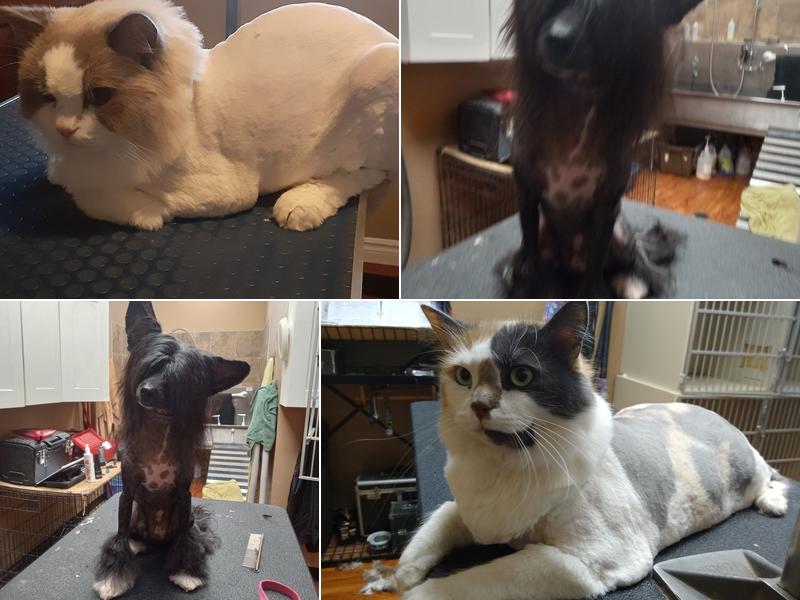 Shear Dimensions Pet styling