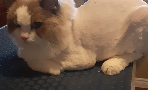 Shear Dimensions Pet styling