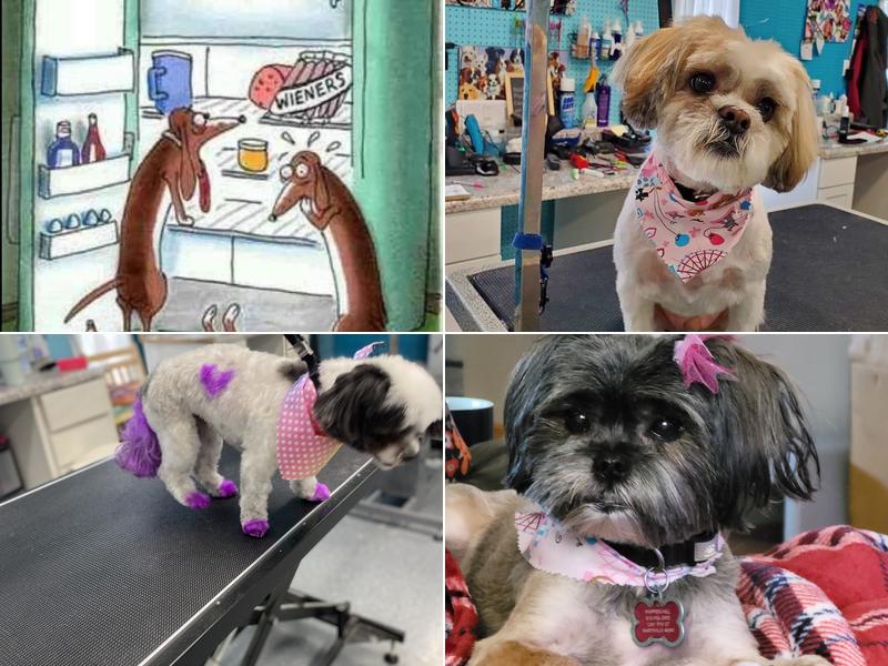 Gone To the Dogs Grooming