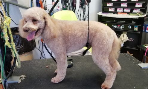 All Pets Grooming 215 E Main St, Manchester Michigan 48158