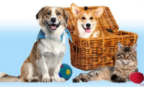 Bokhara Pet Resort (Elk Rapids - Williamsburg) 11535 Elk Lake Rd, Williamsburg Michigan 49690