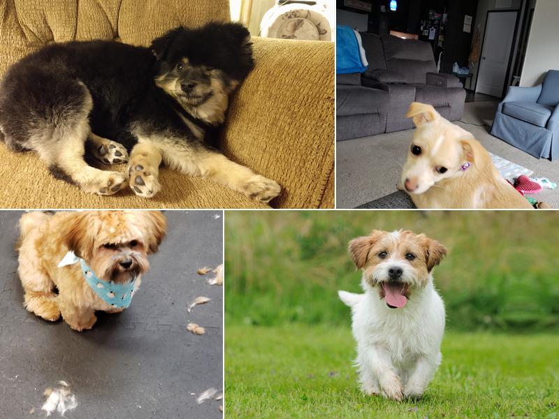 Diamonds In The Ruff Pet Grooming