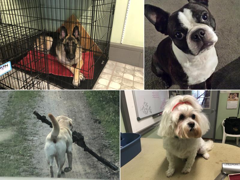 Spoiled Brats Pet Grooming