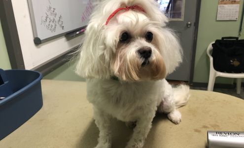 Spoiled Brats Pet Grooming 4867 Batchelder Rd, Bellaire Michigan 49615