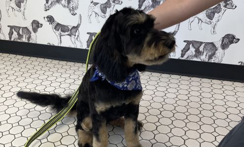 Shampooch Grooming Hopkins