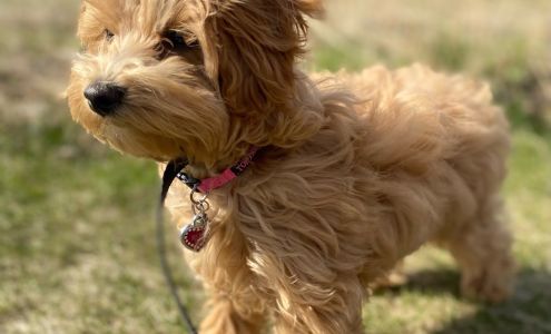 Hidden Acres Pet Resort