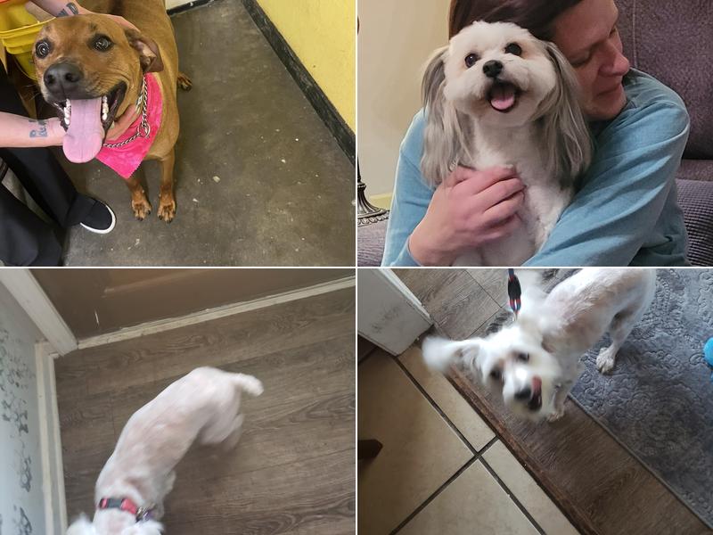 Amanda's Pet Salon & Boarding Facility