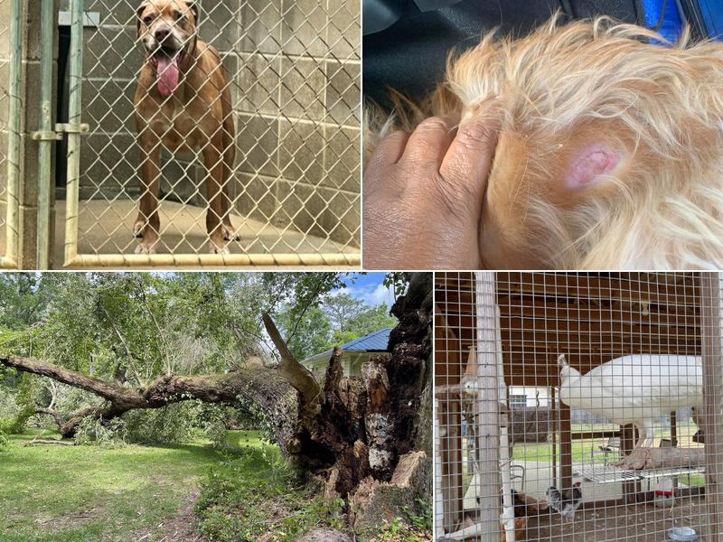 Websters Bed & Bone Kennel