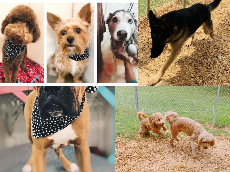 Pet Resort Boarding, LLC