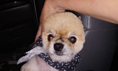 Dee's Pampered Pets Inc 29169 U.S. Hwy 190, Lacombe Louisiana 70445