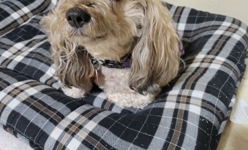 Dirty Hairy's Pet Grooming 18265 MO-87, Boonville Missouri 65233