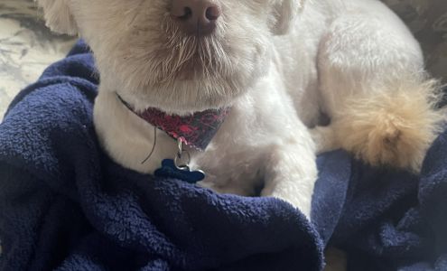 Pretty Pooch Salon 115 W Jasper St, Versailles Missouri 65084