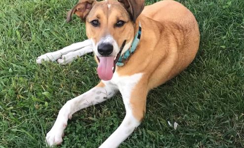 Honey Creek Pet Resort LLC