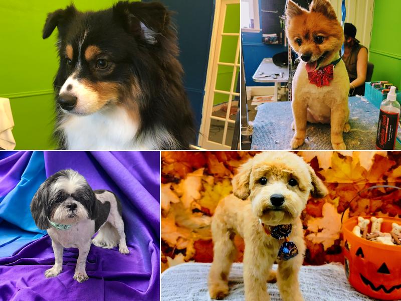 Pawsitive Vibes Grooming LLC