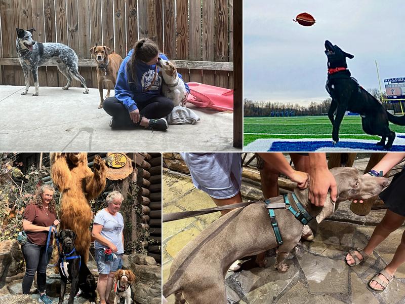 Springfield Side Kick Dog Training, Boarding, Daycare & Grooming