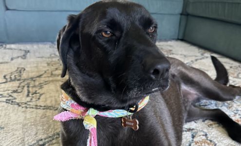 Canine Design Grooming Studio 3206-3208 W 16th St, Sedalia Missouri 65301