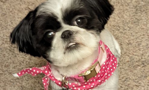 THE DOGS HOUSE 510 W 16th St, Sedalia Missouri 65301