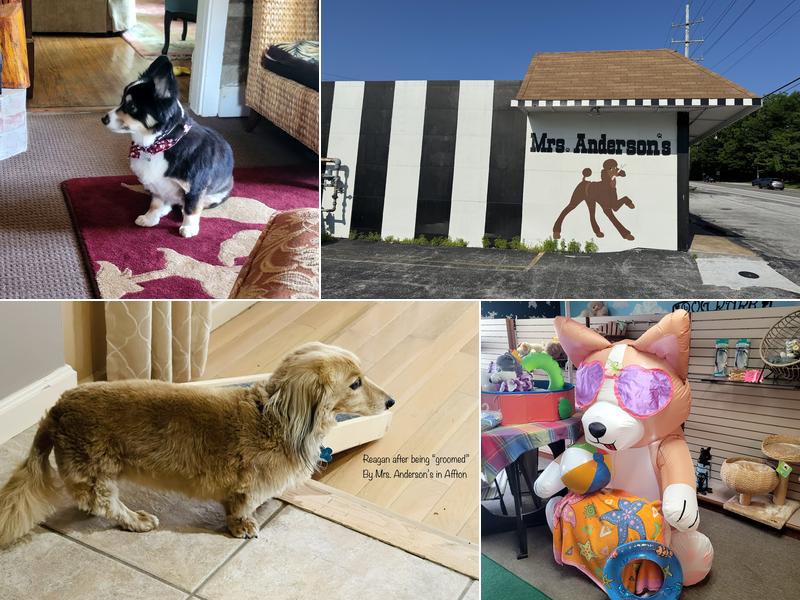 Mrs Anderson's Pet Groom & Dog