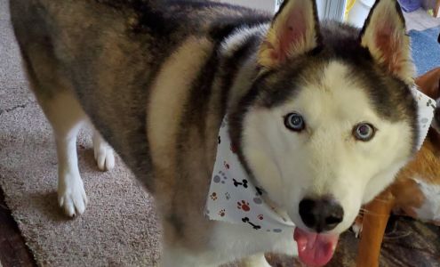 Doggie Salon 1401 W Elm St, Lebanon Missouri 65536