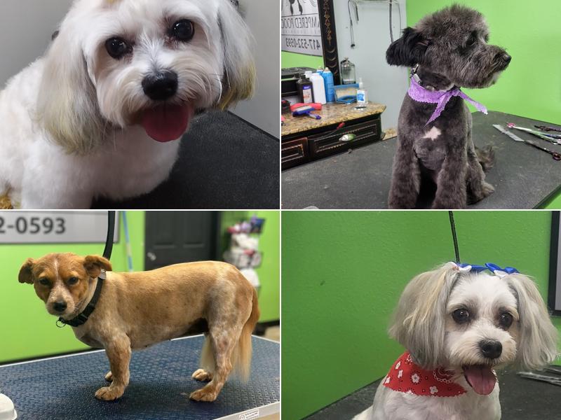 Pampered Pooch Pet Grooming