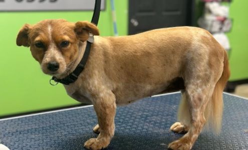 Pampered Pooch Pet Grooming 1247 Butler Dr, Lebanon Missouri 65536