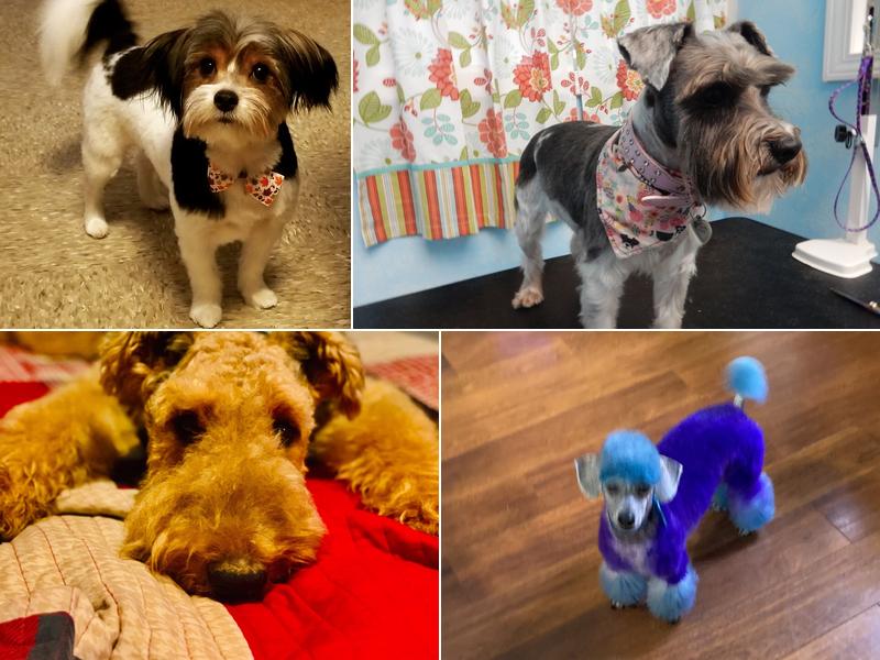 Sandy Paws Dog Grooming