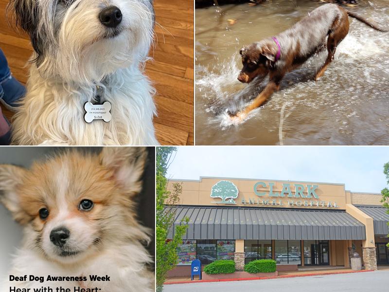 Clark Animal Hospital: Coggan Jeffrey R DVM