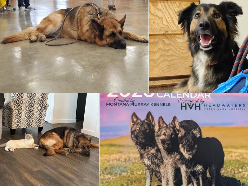 Montana Murray Kennels