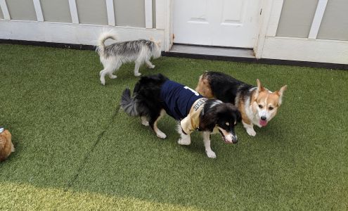 Bark City Doggy Daycare
