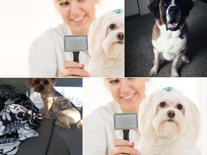 Wags & Woofs Dog Grooming Service