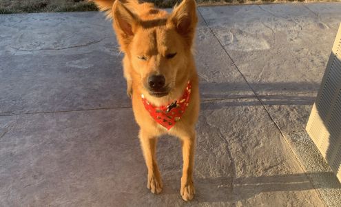 Scooby Dooz dog grooming 801 Overland Loop Ste # 305, Dayton Nevada 89403