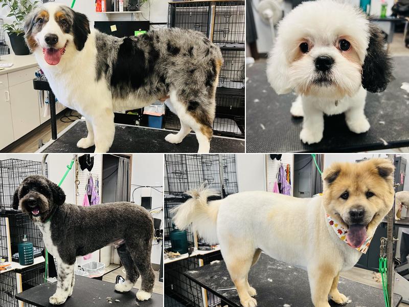 Lisa's Pampered Paws Pet Grooming