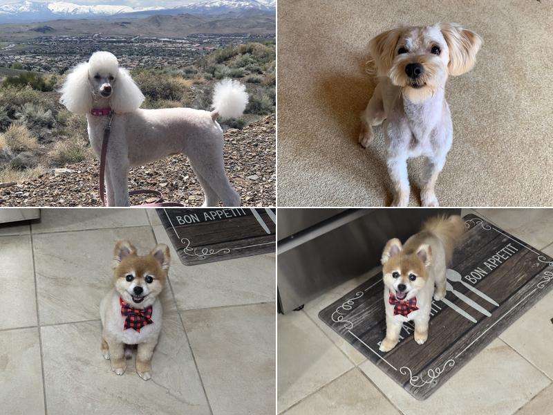 The Dirty Hairy Grooming Salon