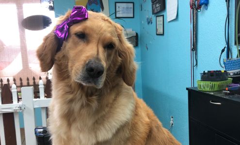 All Fur Love Grooming 9305 Lemmon Dr, Reno Nevada 89506