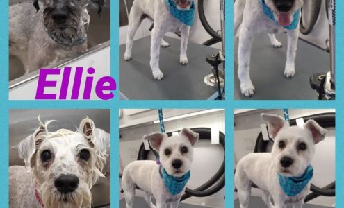 Lucky Dog Mobile Grooming