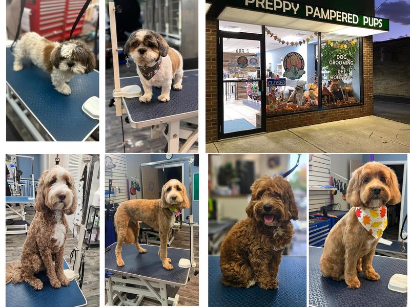 Preppy Pampered Pups