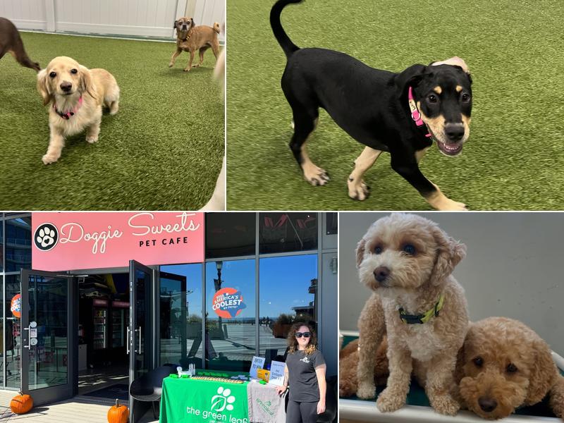 Green Leaf Pet Resort Ocean